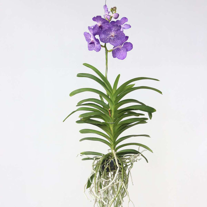 Vanda Magic XXL - Koningsblauw