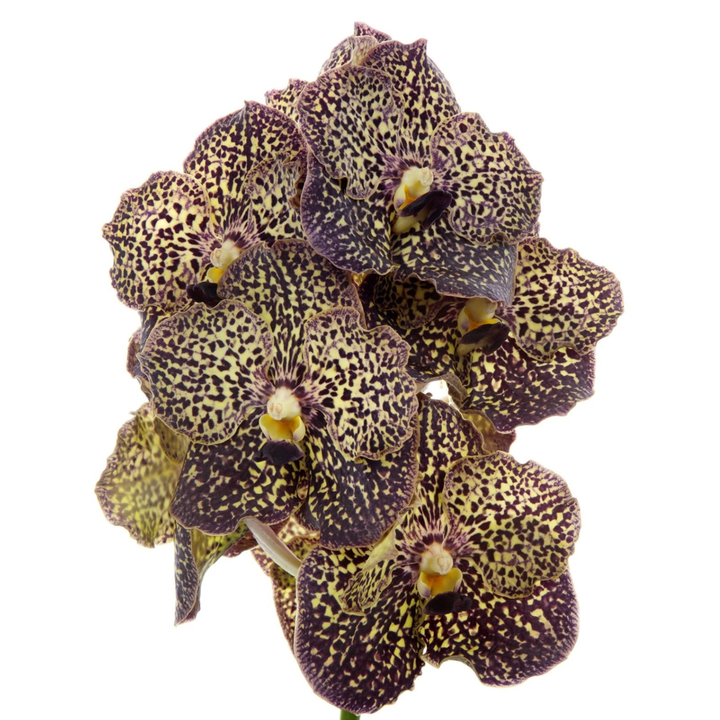 Vanda 'Ocelot Mocha' - Orchidee - Paars - FloraStore