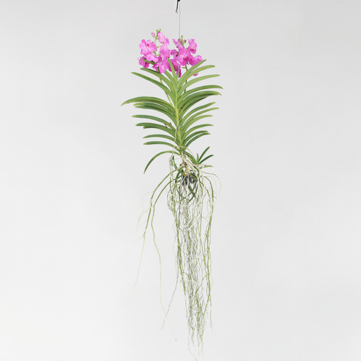 Orchidej Vanda Prodej