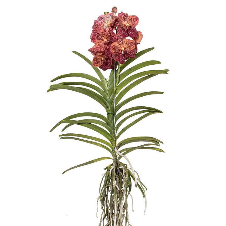 Vanda Leopard Coral - Orhidee - Roosa - FloraStore