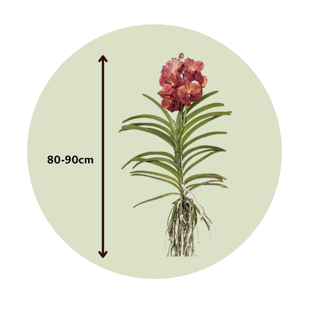 Vanda Leopard Coral - Orhidee - Roosa - FloraStore