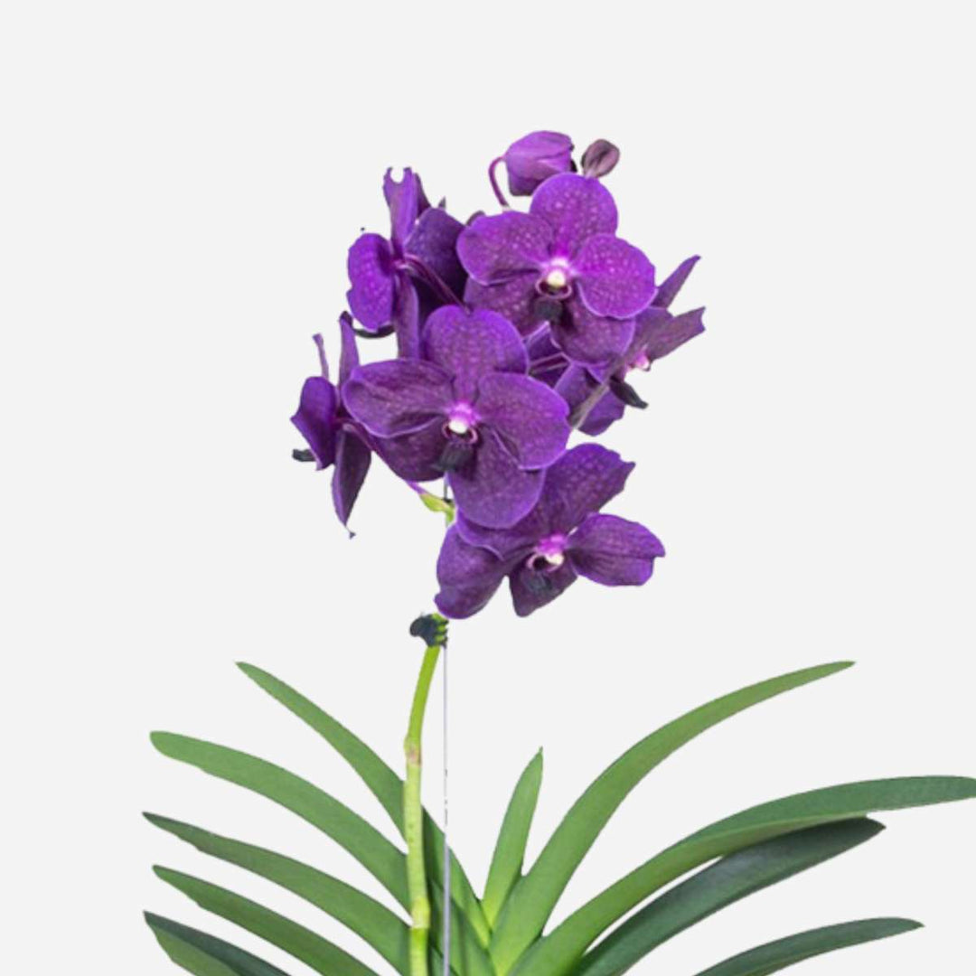 Vanda 'Velvet Blackberry' - Orchidee - Paars