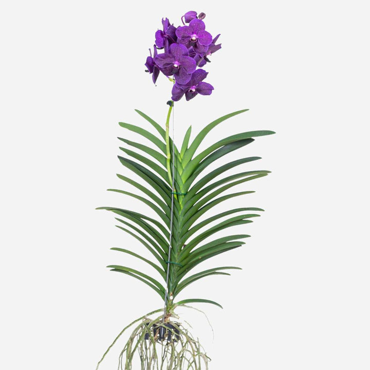 Vanda 'Velvet Blackberry' - Orchidee - Paars