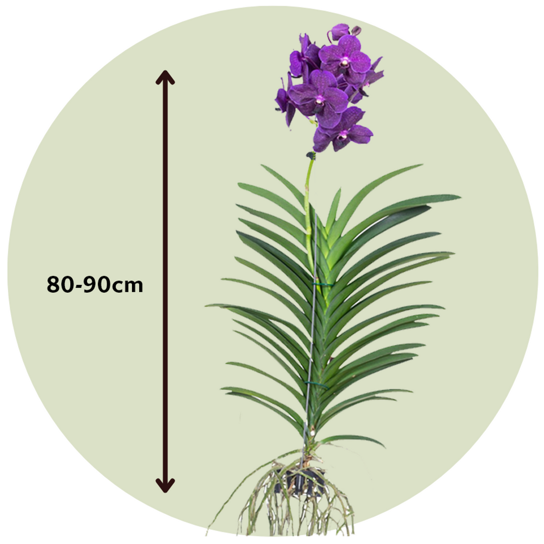 Vanda 'Velvet Blackberry' - Orchidee - Paars