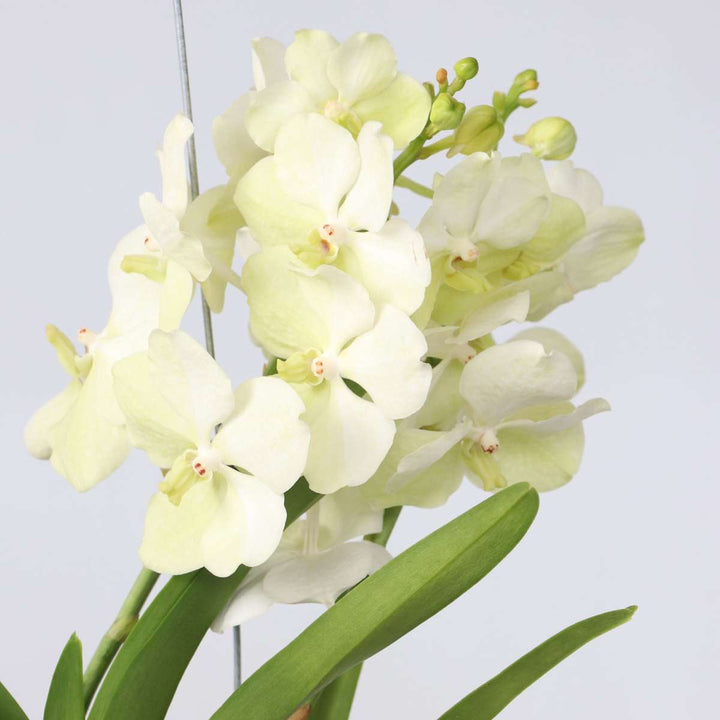 Vanda 'Tayanee White' - Wit