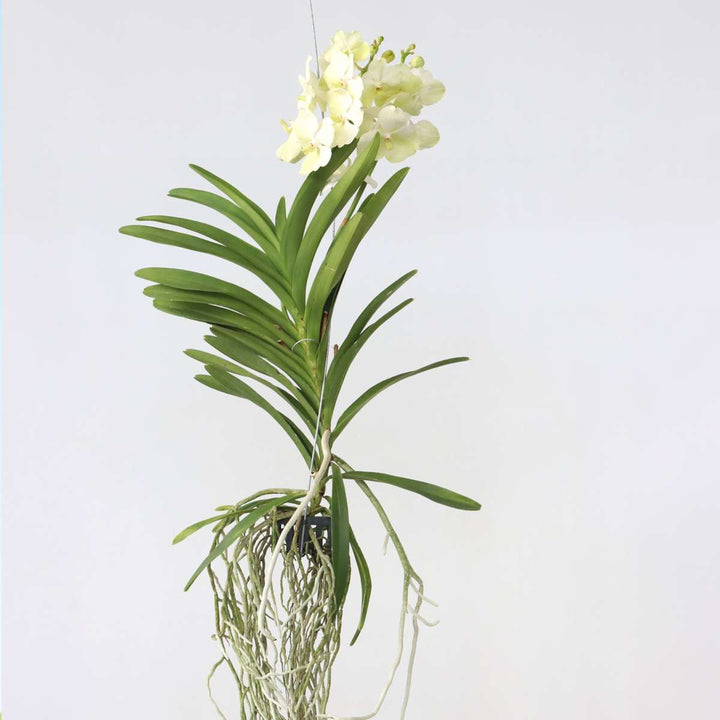 Vanda 'Tayanee White' - Wit