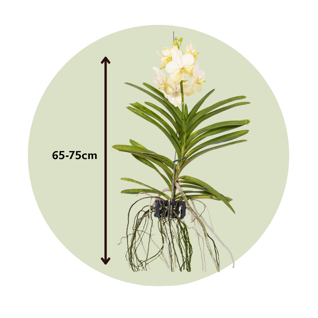 Vanda 'Tayanee White' - Wit