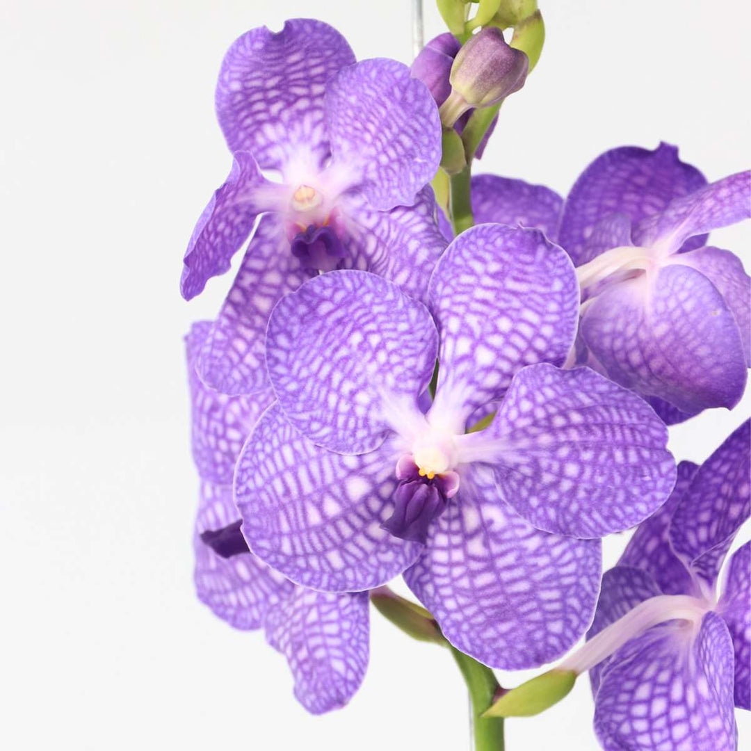 Vanda orchidee - Blauw - L