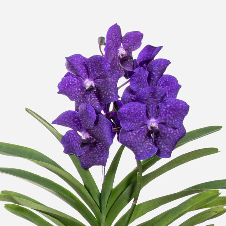 Orhidee Vanda - Albastru - L