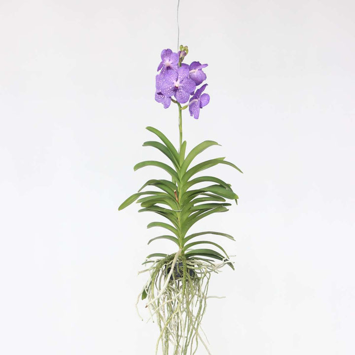 Vanda orchidee - Blauw - L