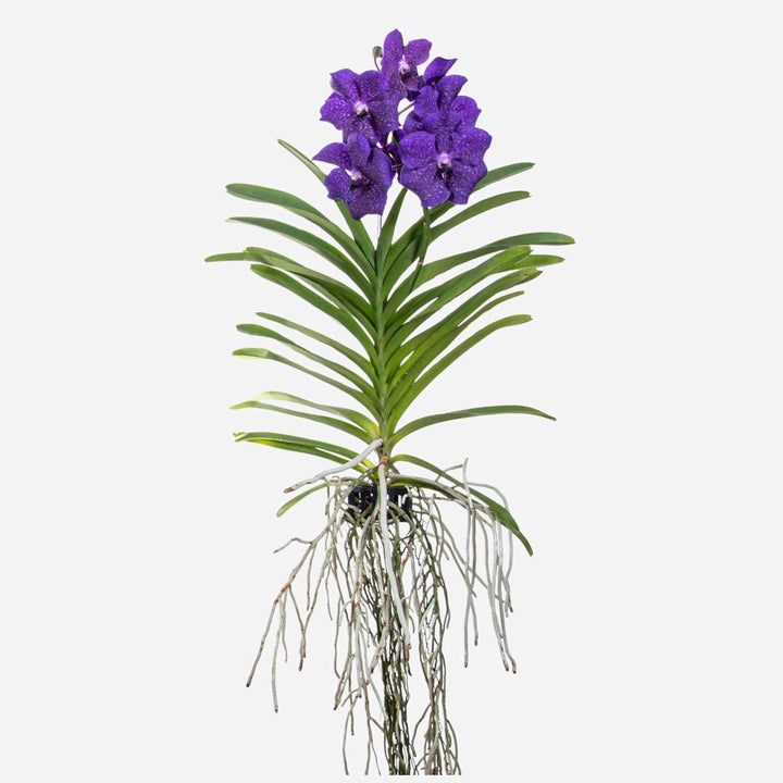 Orhidee Vanda - Albastru - L