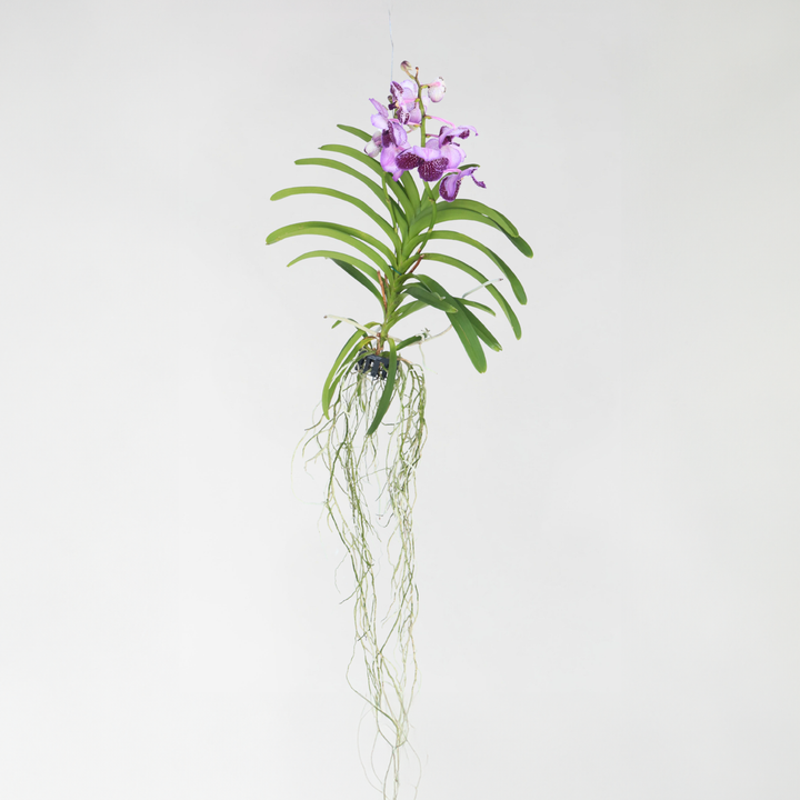 Vanda orchidee - Lila - L