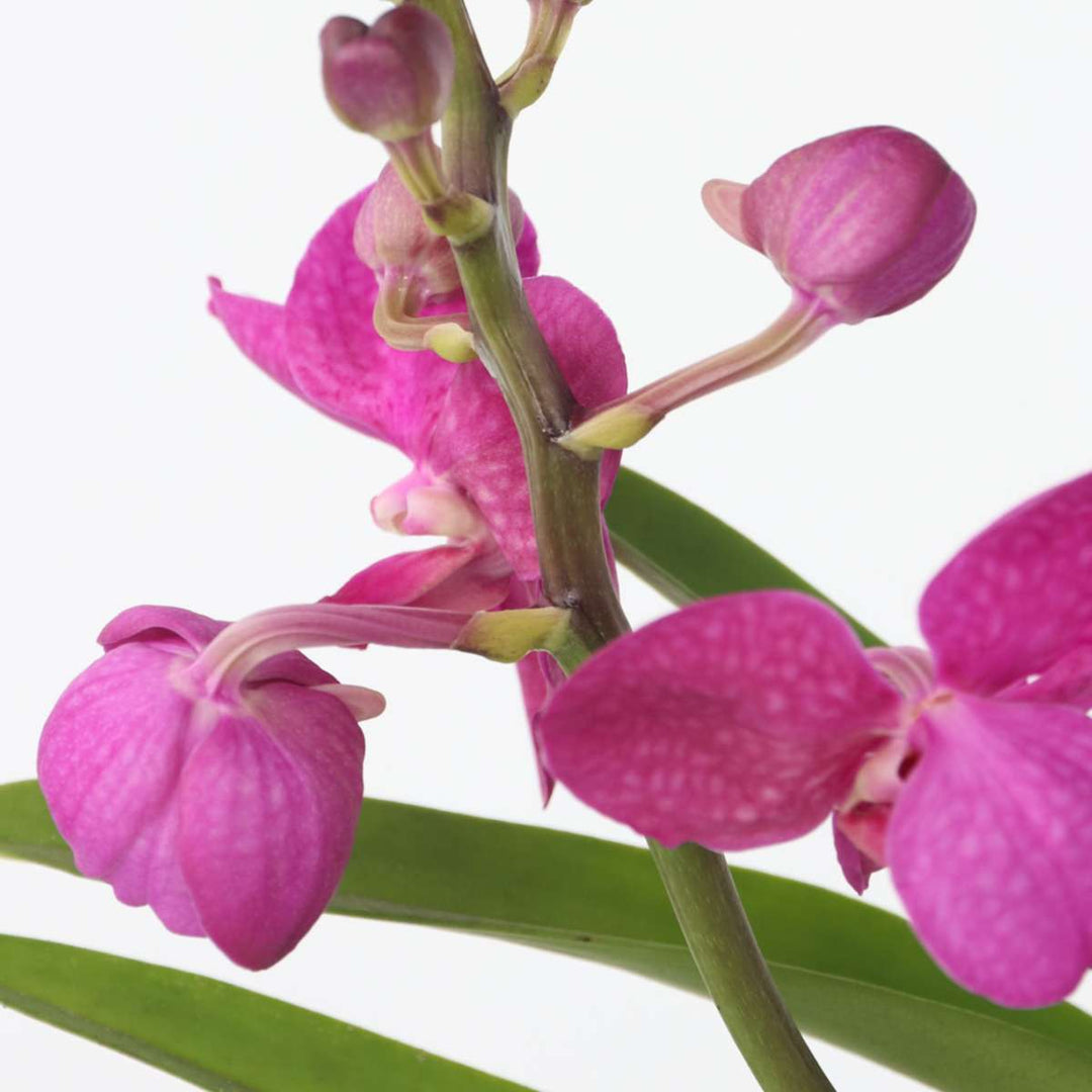 Vanda met standaard - Roze