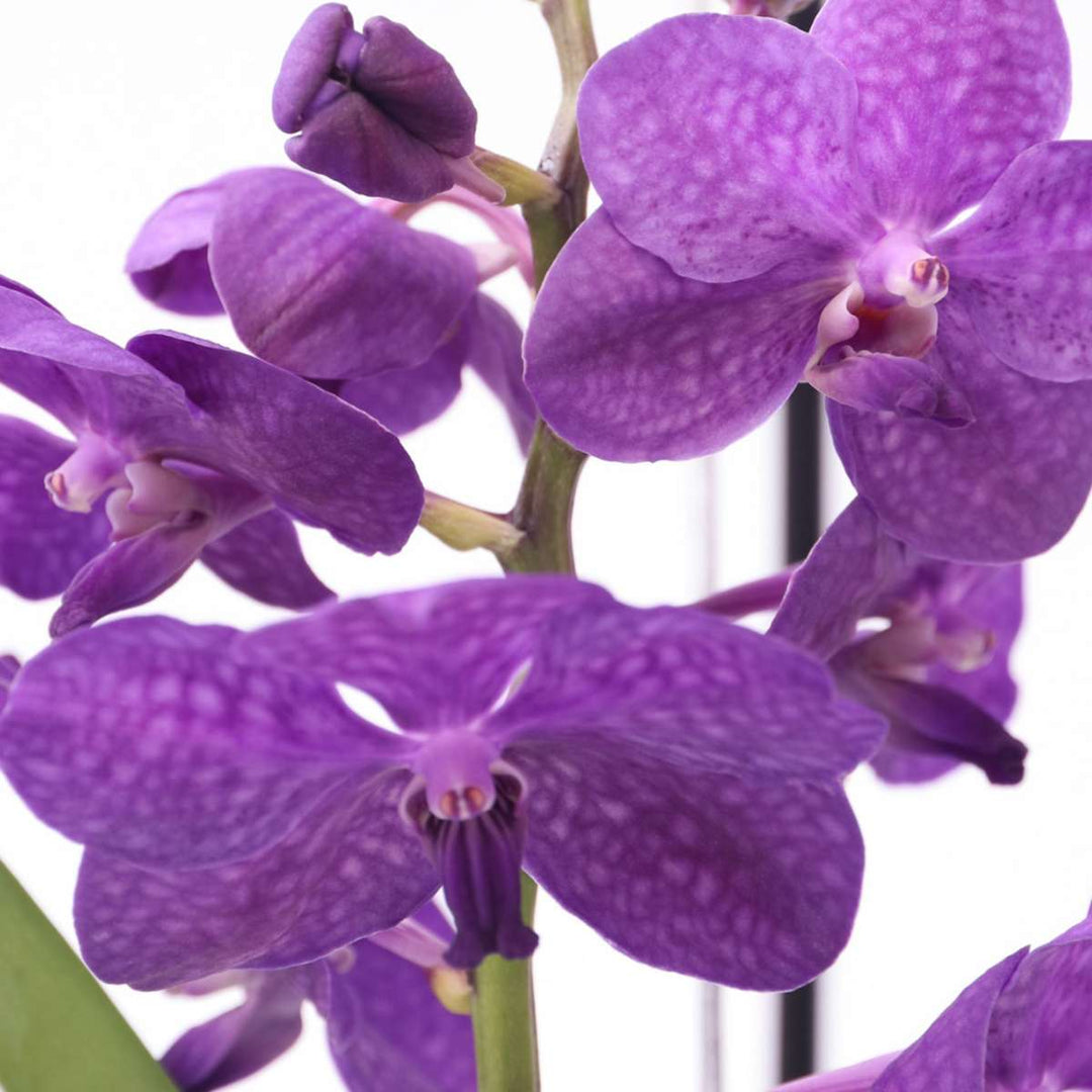 Vanda 'Bose' in vaas - Orchidee - Blauw