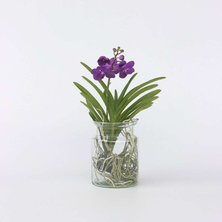 Vanda 'Bose' in vaas - Orchidee - Blauw