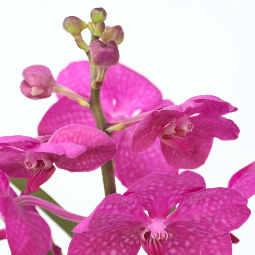 Vanda 'Bose' in vaas - Orchidee - Kers