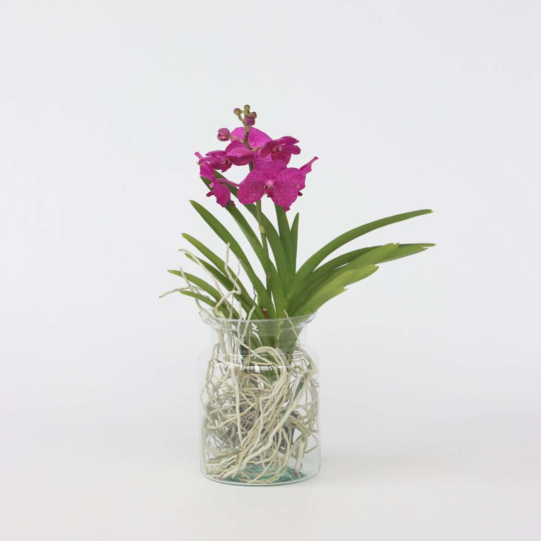 Vanda 'Bose' in vaas - Orchidee - Kers