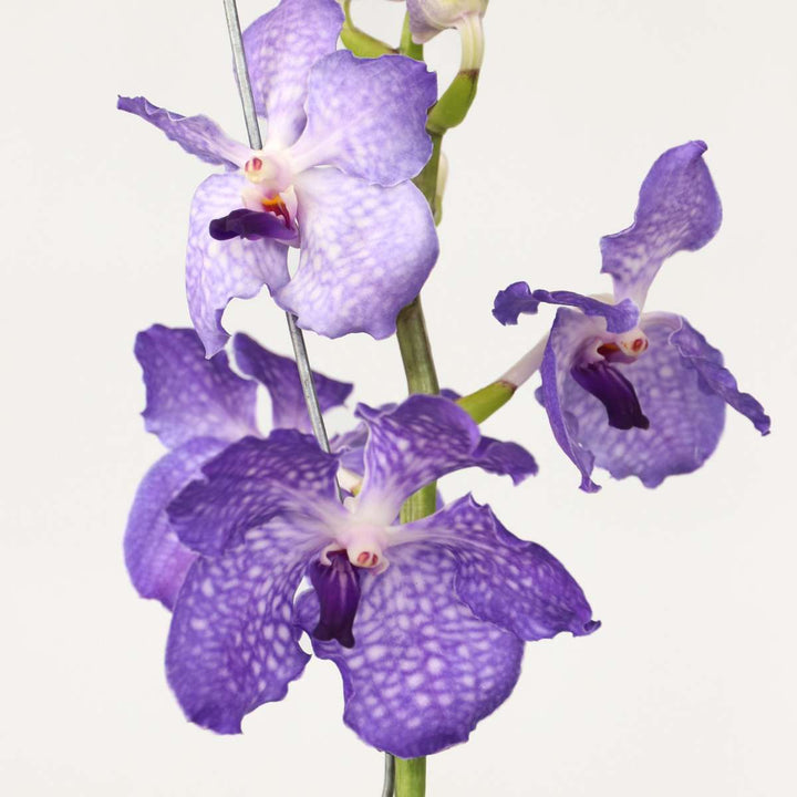 Vanda 'New Blue' - Orchidee - Blauw