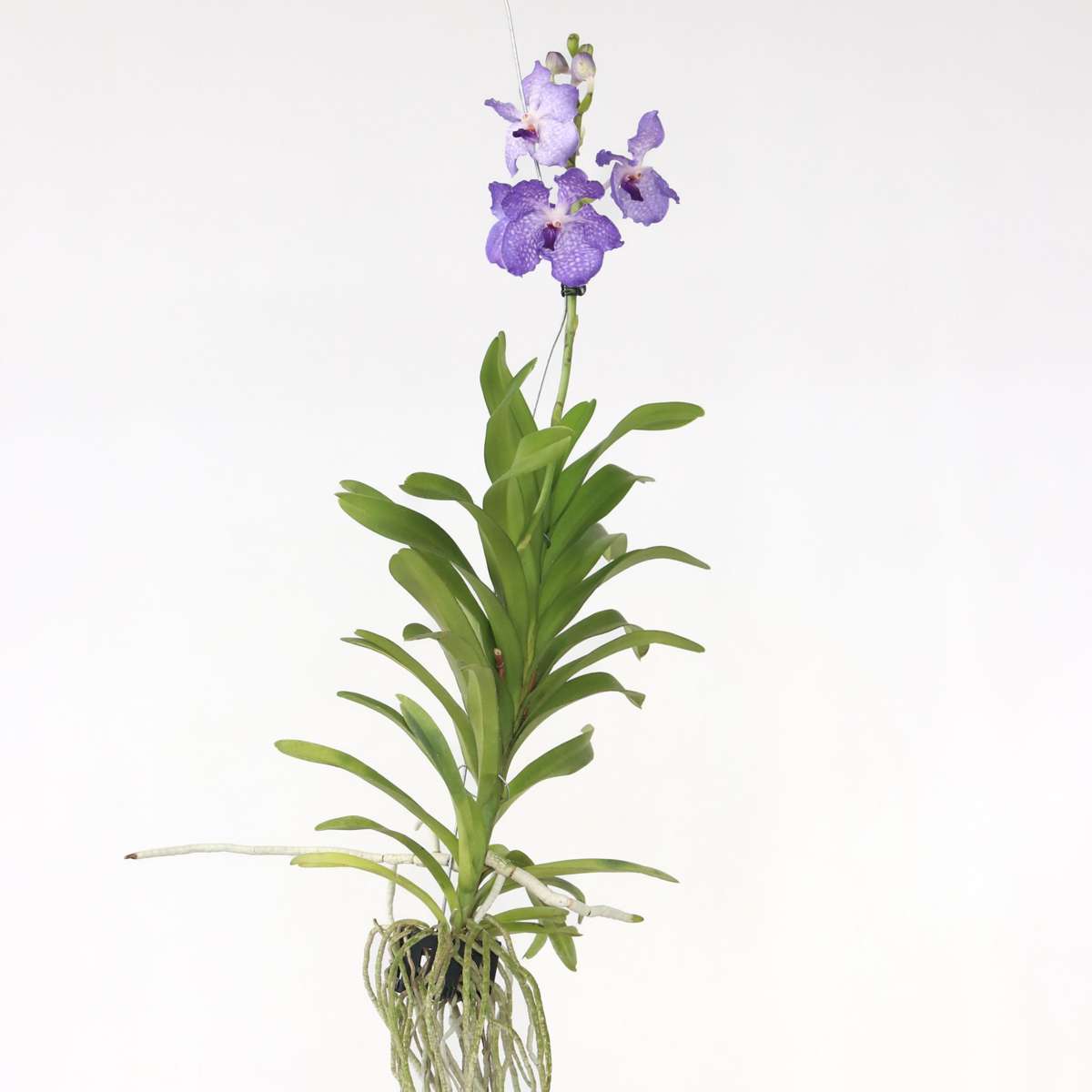 Orchidej Vanda
