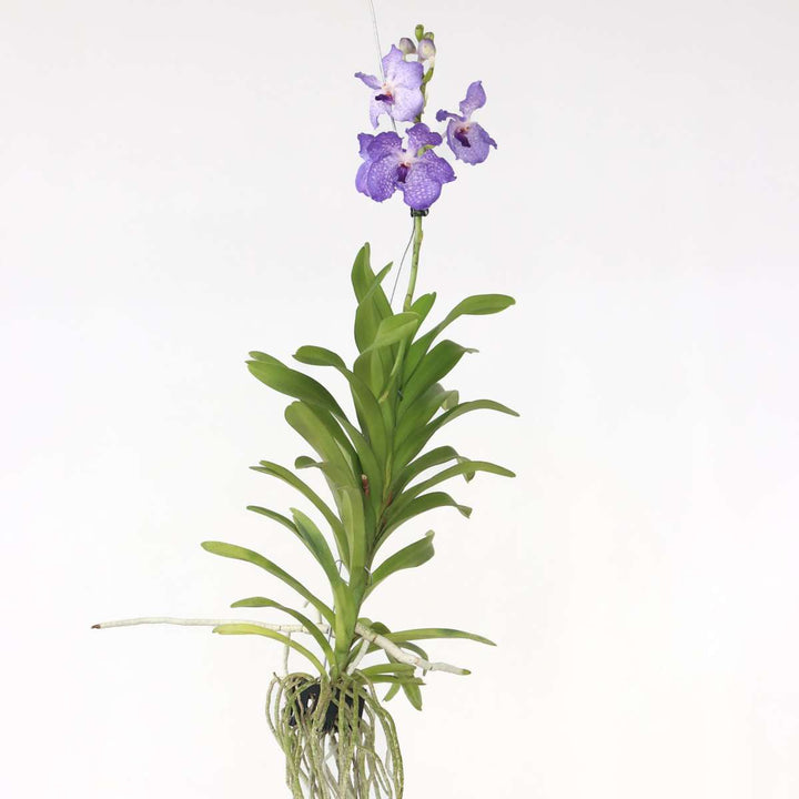 Vanda 'New Blue' - Orchidee - Blauw