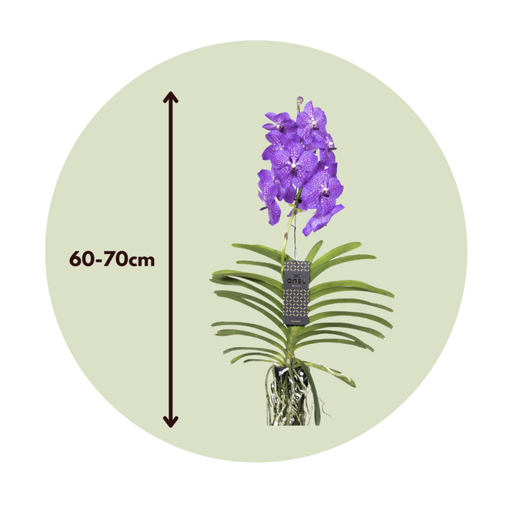 Vanda 'New Blue' - Orchidee - Blauw