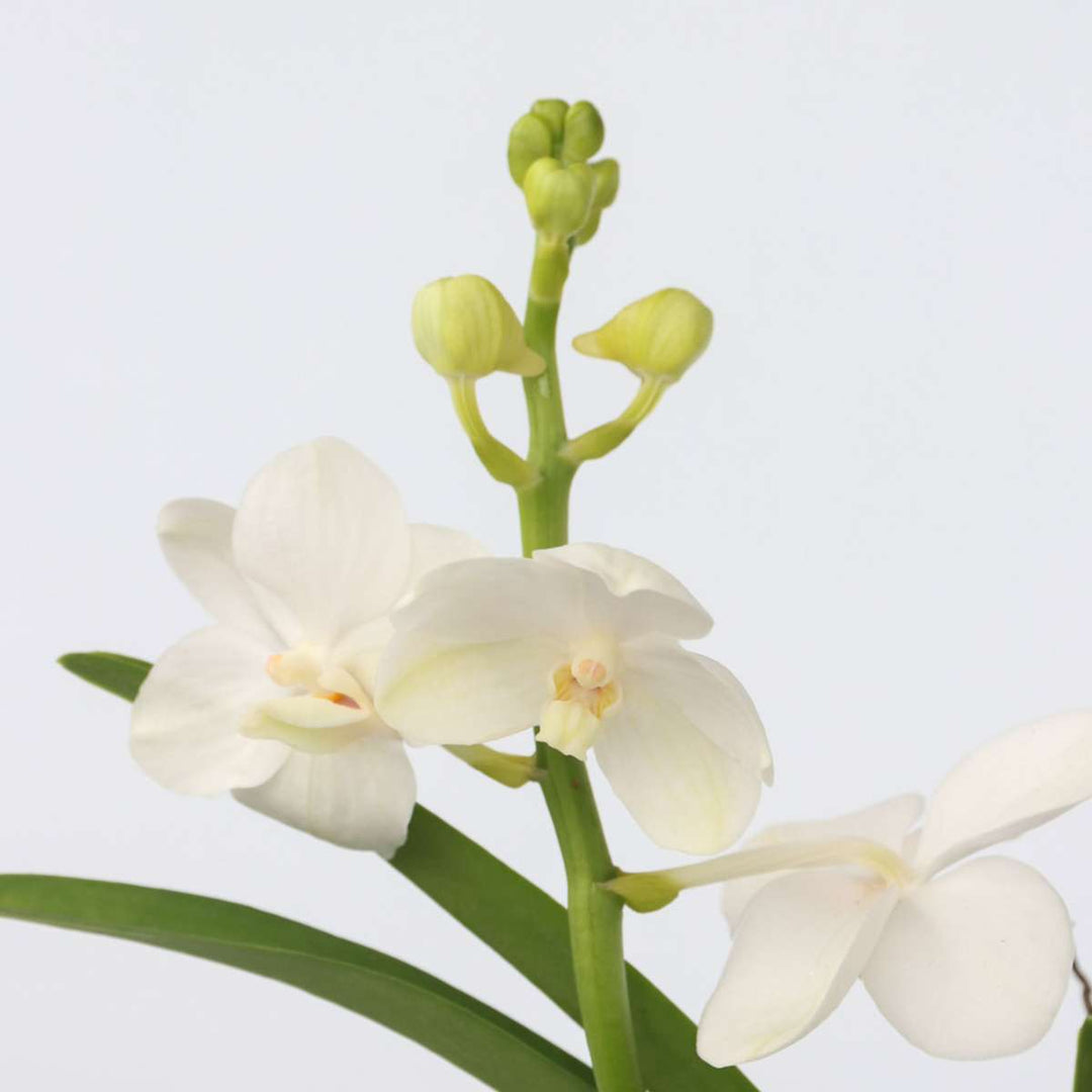 Vanda 'Bose' in vaas - Orchidee - Wit