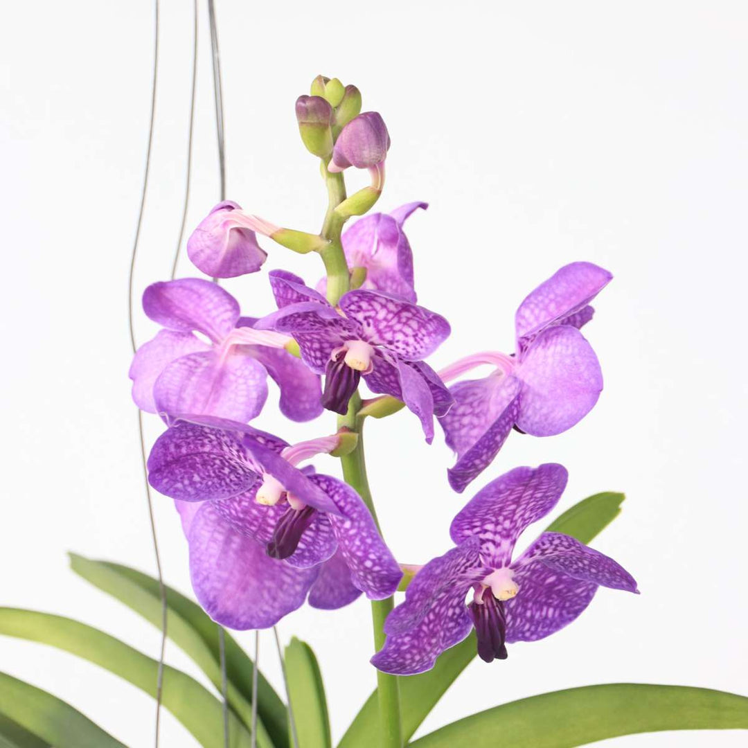 Vanda 'Botanica' in terracotta hangpot - Orchidee - Blauw