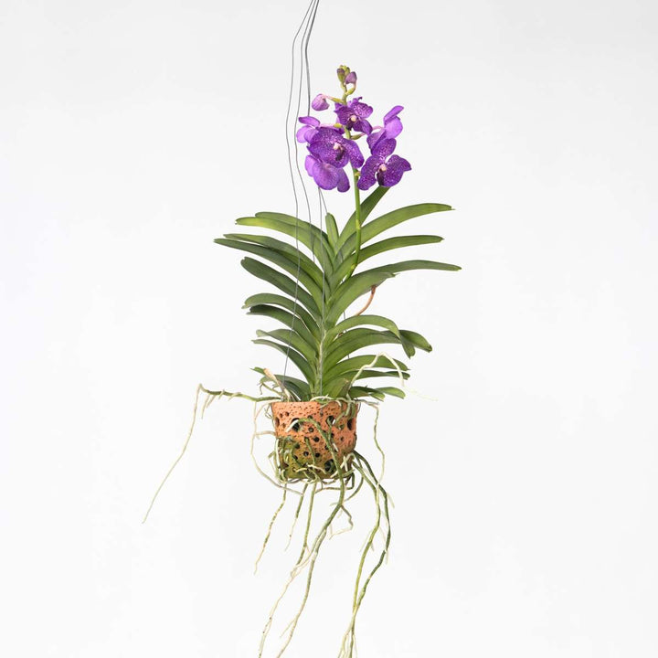 Vanda 'Botanica' in terracotta hangpot - Orchidee - Blauw