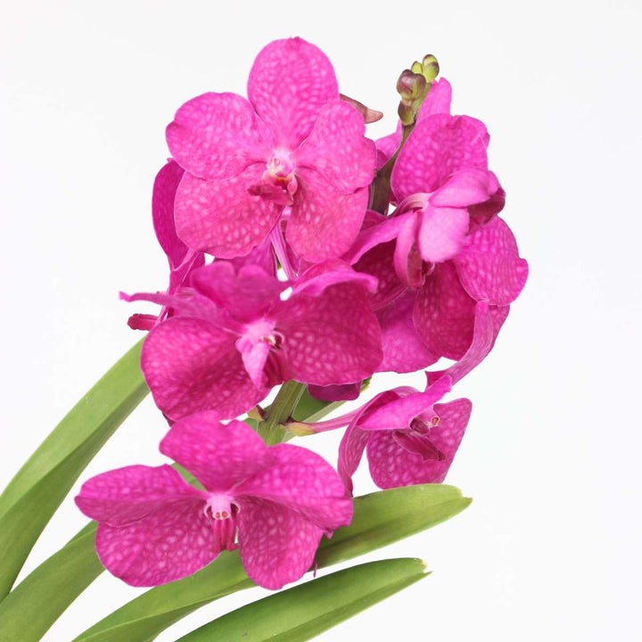 Vanda 'Botanica' in terracotta hangpot - Orchidee - Roze