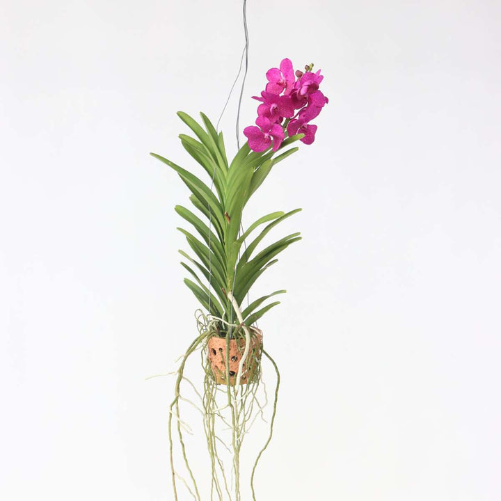 Vanda 'Botanica' in terracotta hangpot - Orchidee - Roze