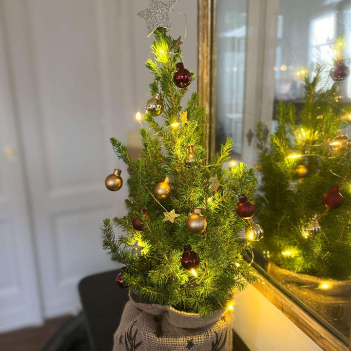Mini kerstboom met jute zak - Picea glauca ‘Conica’