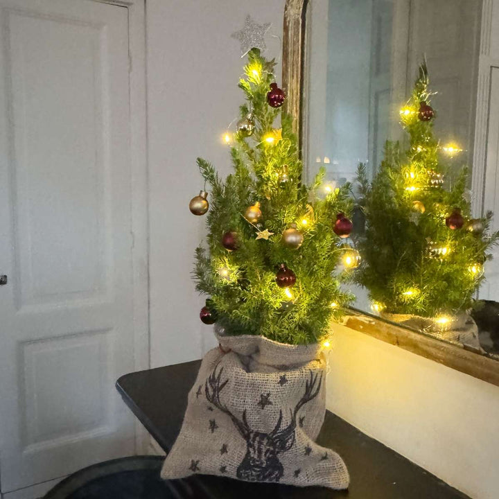 Mini kerstboom met jute zak - Picea glauca ‘Conica’