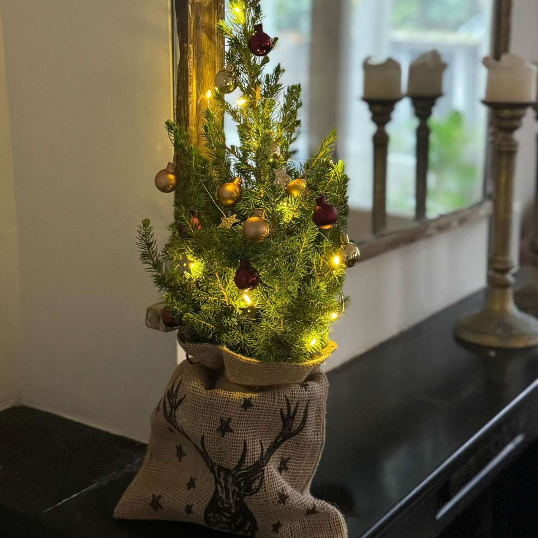 Mini kerstboom met jute zak - Picea glauca ‘Conica’