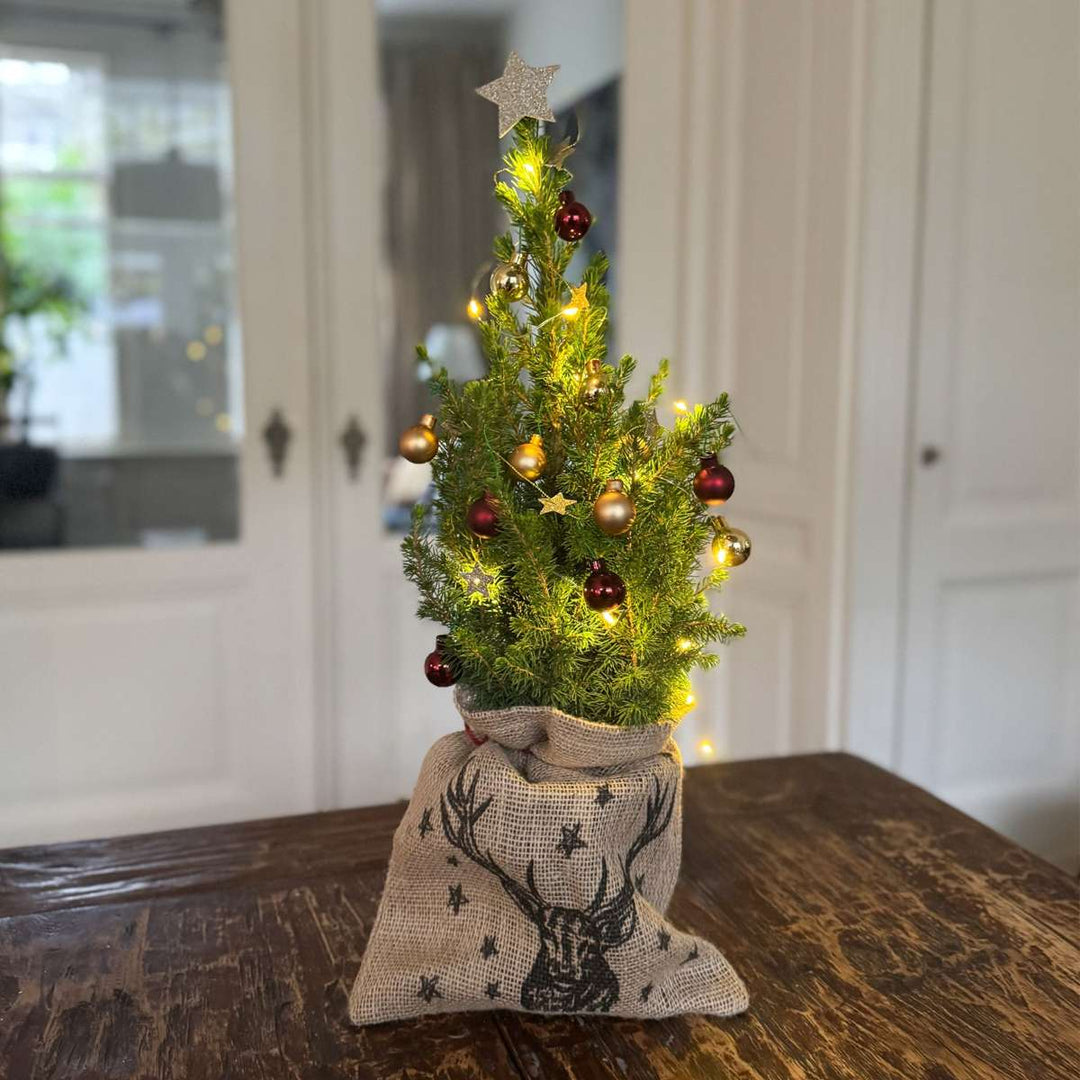 Mini kerstboom met jute zak - Picea glauca ‘Conica’