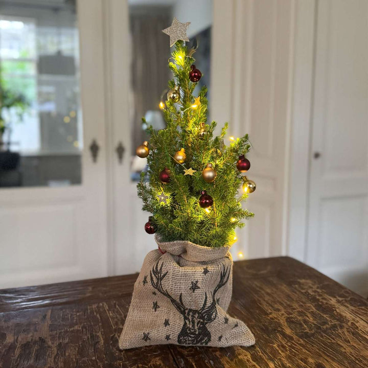 Mini kerstboom met jute zak - Picea glauca ‘Conica’