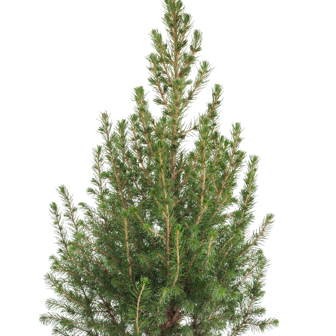 Dwerghoorspar Alberta - Picea Conica - Mini-kerstboom en decoraties