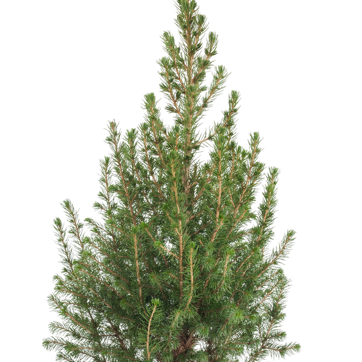 Dwerghoorspar Alberta - Picea Conica - Mini-kerstboom en decoraties