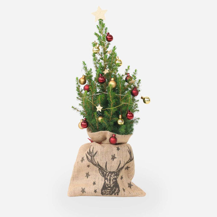 Mini kerstboom met jute zak - Picea glauca ‘Conica’
