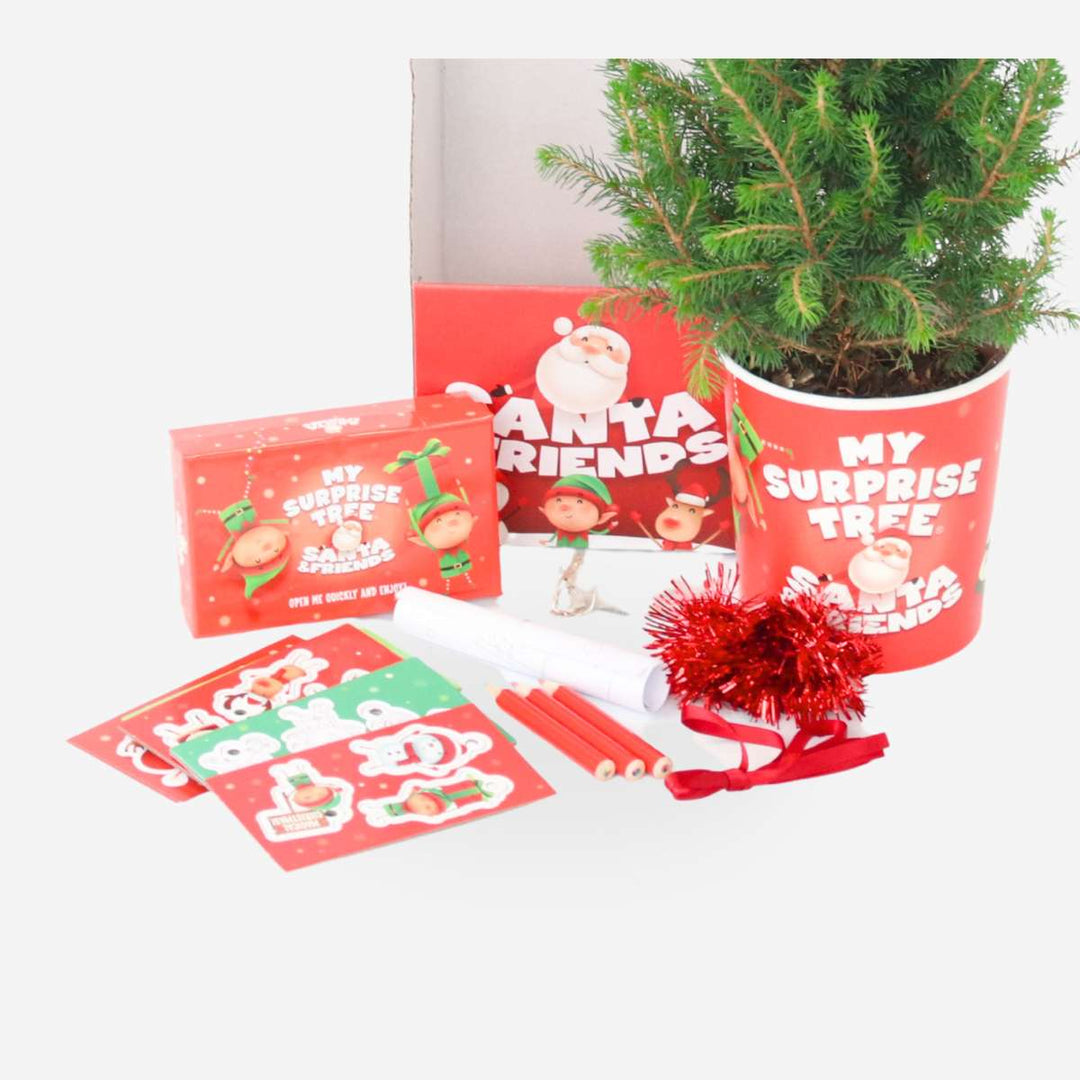 Dwerghoorspar Alberta - Picea Conica - Mini-kerstboom en decoraties