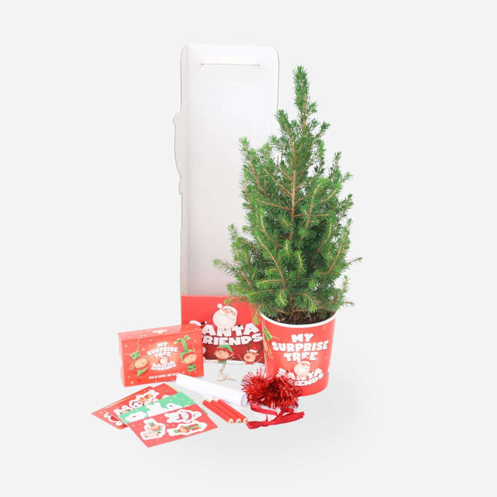 Dwerghoorspar Alberta - Picea Conica - Mini-kerstboom en decoraties