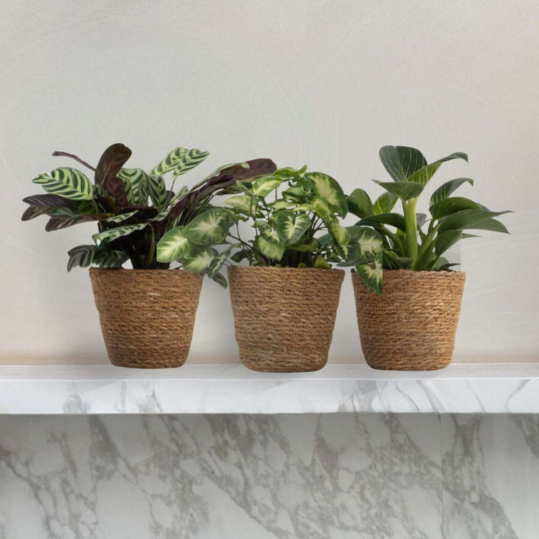 Kućna mješavina - set od 3 komada