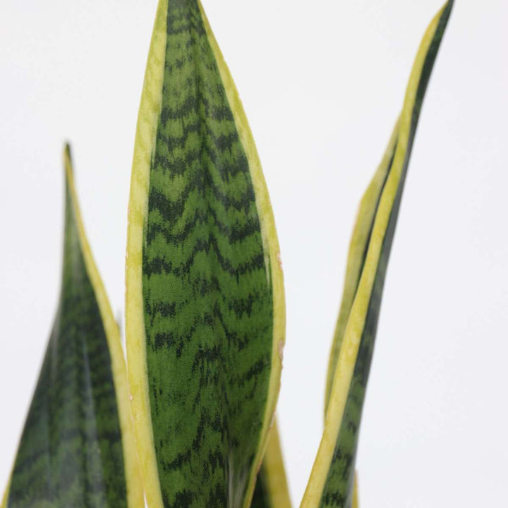 Sansevieria Laurentii