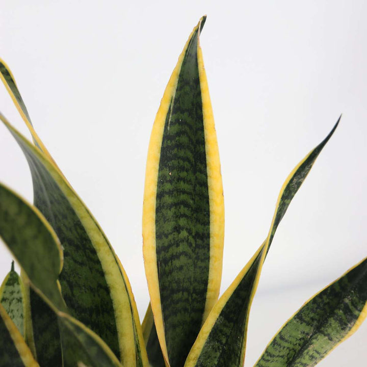 Sansevieria Laurentii