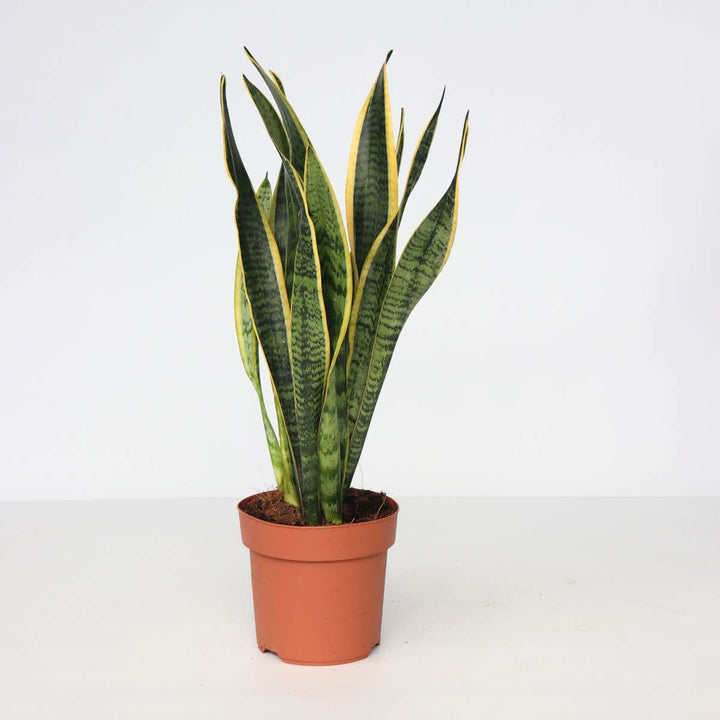 Sansevieria Laurentii