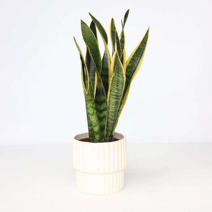 Sansevieria Laurentii