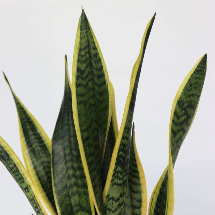 Sansevieria Laurentii