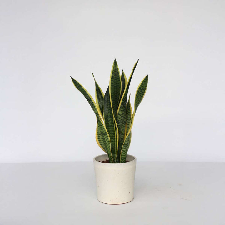 Sansevieria Laurentii