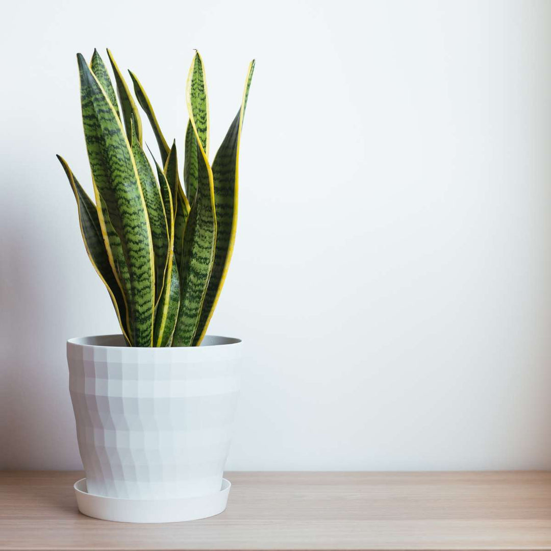 Sansevieria Laurentii