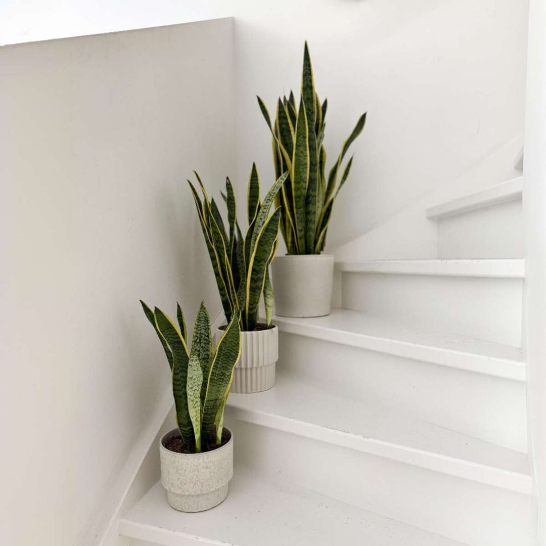 Sansevieria Laurentii