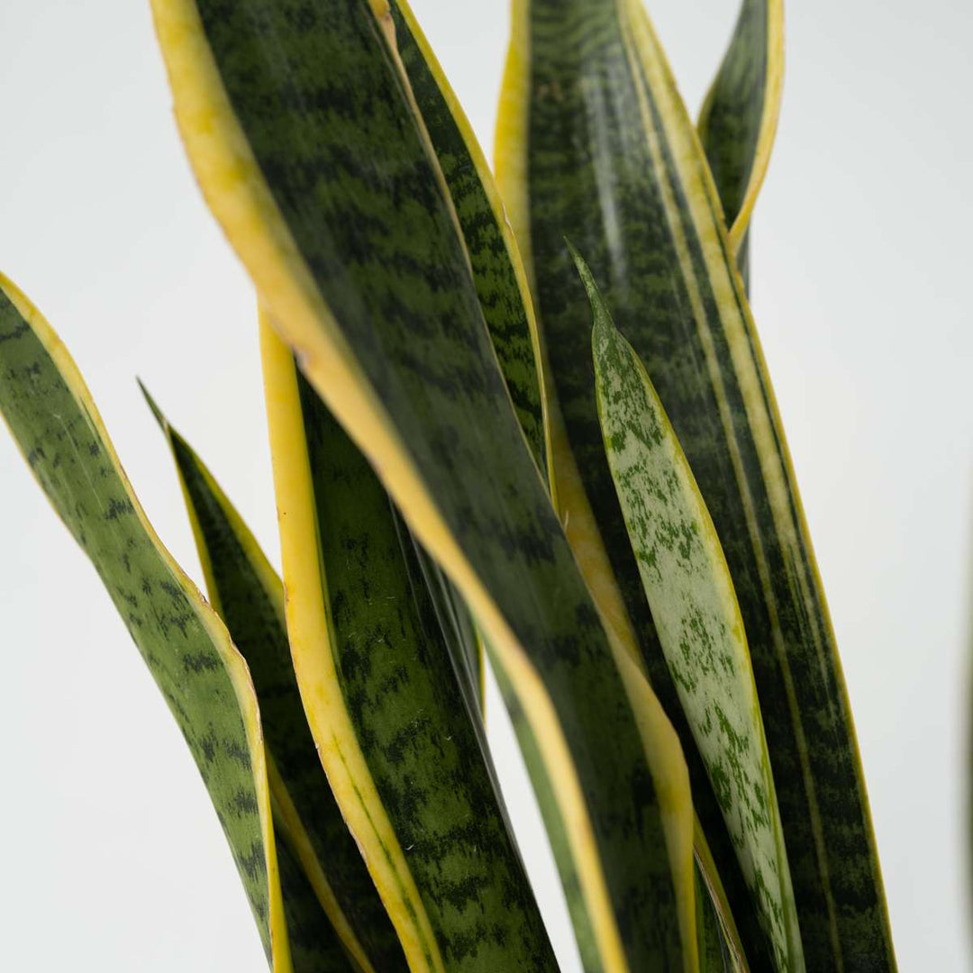 Sansevieria Laurentii